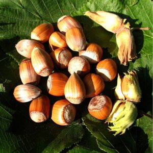 Haselnuss Nottingham Fruchtbare Haselnuss Nottingham Fruchtbare