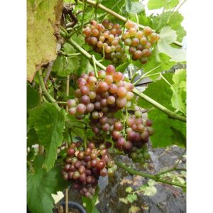 Weinrebe Bellarosso gelb und rot süß Weinrebe Bellarosso gelb und rot süß