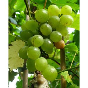 Weinrebe Glenora gelb Weinrebe Glenora gelb