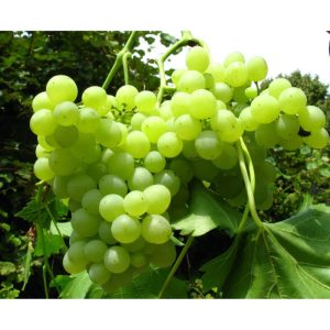 Weinrebe Millennium gelb kernlos pilztolerant Weinrebe Millennium gelb kernlos pilztolerant