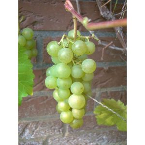 Weinrebe Phoenix gelb Weinrebe Phoenix gelb