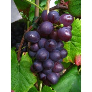 Weinrebe Blauer Muskateller blau Weinrebe Blauer Muskateller blau
