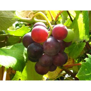 Weinrebe Erdbeertraube rot blau sehr robust frostfest Weinrebe Erdbeertraube rot blau sehr robust frostfest