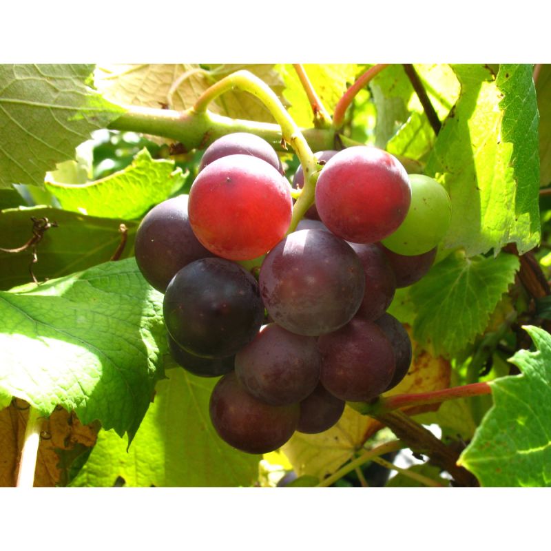 Weinrebe Erdbeertraube rot blau sehr robust frostfest