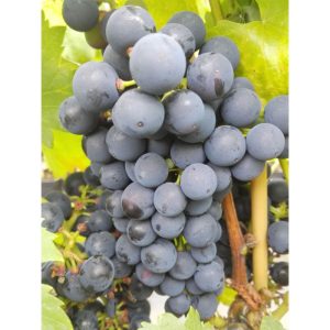 Weinrebe Regent blau Weinrebe Regent blau
