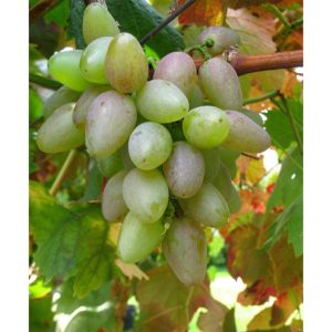 Weinrebe Suffolk Red rot Weinrebe Suffolk Red rot