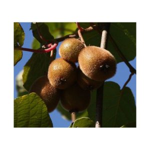 Kiwi Solo selbstfruchtbar Kiwi Solo selbstfruchtbar