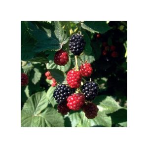 Brombeere Chester Thornless Brombeere Chester Thornless