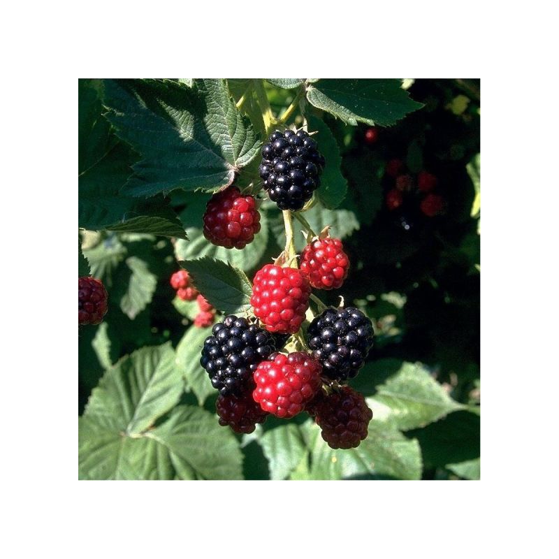 Brombeere Chester Thornless