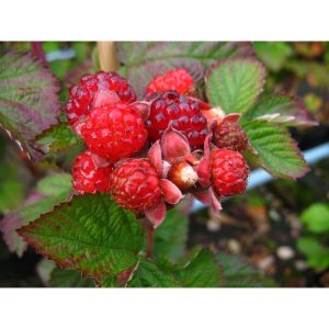 Brombeere Dorman Red rote Brombeere Brombeere Dorman Red rote Brombeere