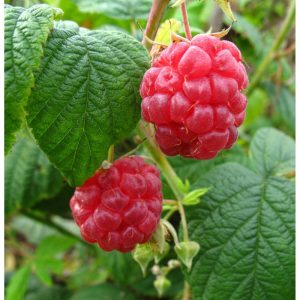 Himbeere Schönemann Himbeere Schönemann