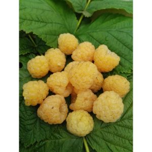 Himbeere Golden Everest Himbeere Golden Everest