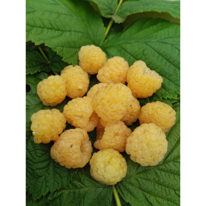 Himbeere Golden Everest