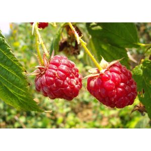 Himbeere Zefa Herbsternte Himbeere Zefa Herbsternte