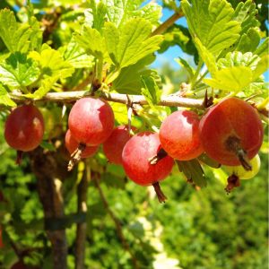 Hinnonmäki rot Busch 3+ Triebe Hinnonmäki rot Busch 3+ Triebe