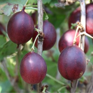 Stachelbeere Captivator rot Busch 3+ Triebe Stachelbeere Captivator rot Busch 3+ Triebe