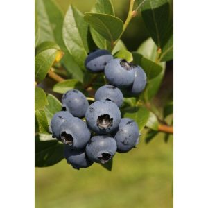 Gartenheidelbeere Bluegold Gartenheidelbeere Bluegold