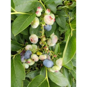 Gartenheidelbeere Chandler Gartenheidelbeere Chandler