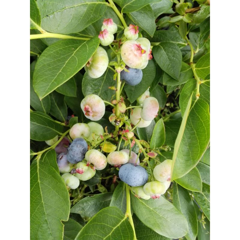 Gartenheidelbeere Chandler
