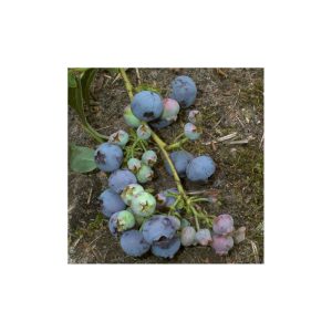 Gartenheidelbeere Darrow Gartenheidelbeere Darrow