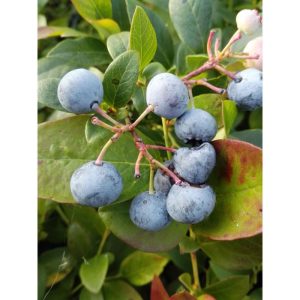 Gartenheidelbeere Nelson Gartenheidelbeere Nelson