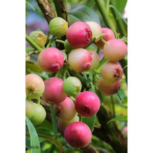 Gartenheidelbeere Pink Lemonade Gartenheidelbeere Pink Lemonade