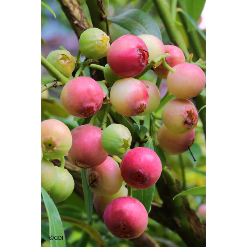 Gartenheidelbeere Pink Lemonade