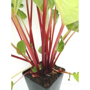 Rhabarber Fultons Strawberry Surprise Rhabarber Fultons Strawberry Surprise