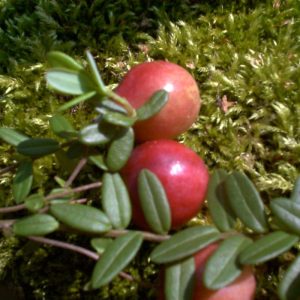 Cranberry Tb 9 Cranberry Tb 9