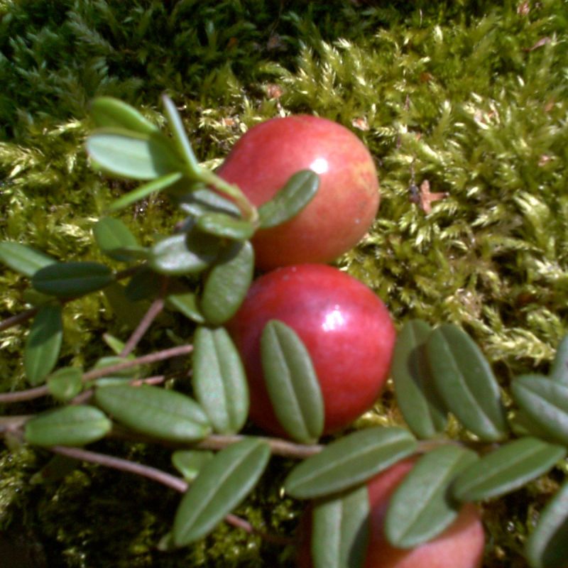 Cranberry Tb 9