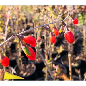 Goji-Beere Big Lifeberry Goji-Beere Big Lifeberry