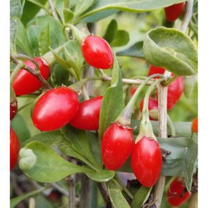 Goji-Beere Sweet Lifeberry Goji-Beere Sweet Lifeberry