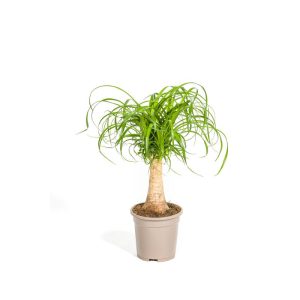 Elefantenfuß Stamm, Topf Ø 17 cm Elefantenfuß Stamm, Topf Ø 17 cm