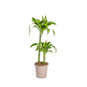 Duftender Drachenbaum „Dorado“, Topf Ø 19 cm Duftender Drachenbaum „Dorado“, Topf Ø 19 cm