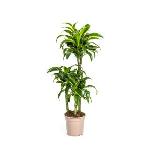 Duftender Drachenbaum „Dorado“, Topf Ø 21 cm Duftender Drachenbaum „Dorado“, Topf Ø 21 cm