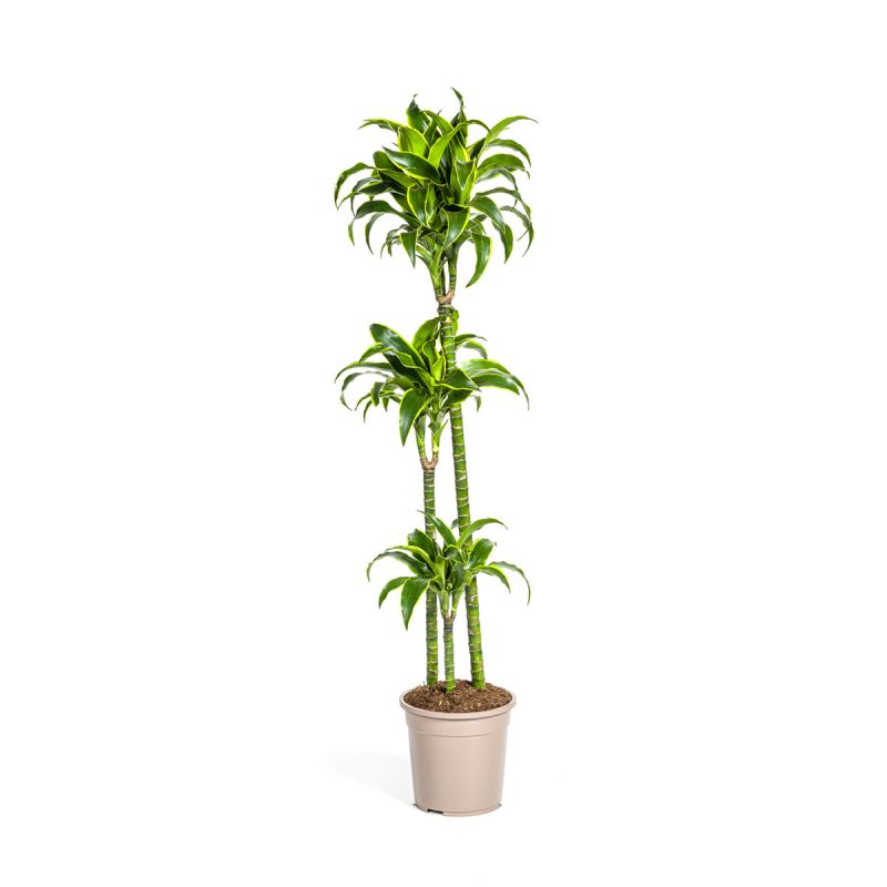 Duftender Drachenbaum „Dorado“, Topf Ø 24 cm