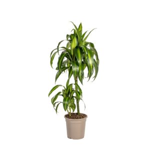 Duftender Drachenbaum „Hawaiian Sunshine“, Topf Ø 19 cm Duftender Drachenbaum „Hawaiian Sunshine“, Topf Ø 19 cm
