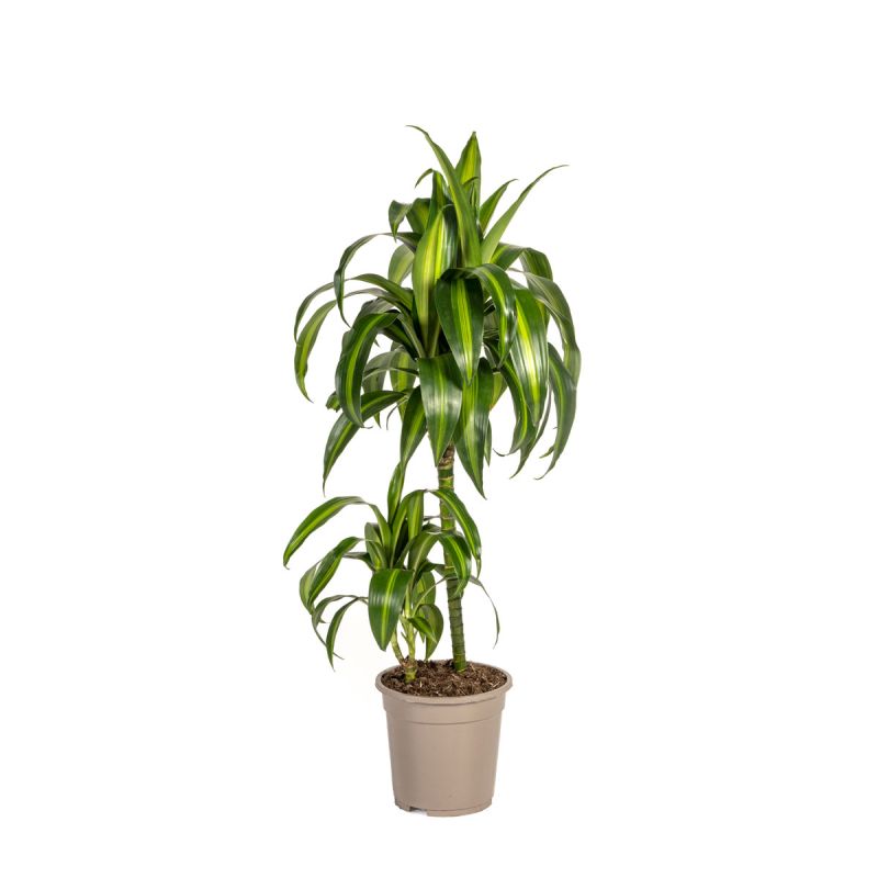 Duftender Drachenbaum „Hawaiian Sunshine“, Topf Ø 19 cm