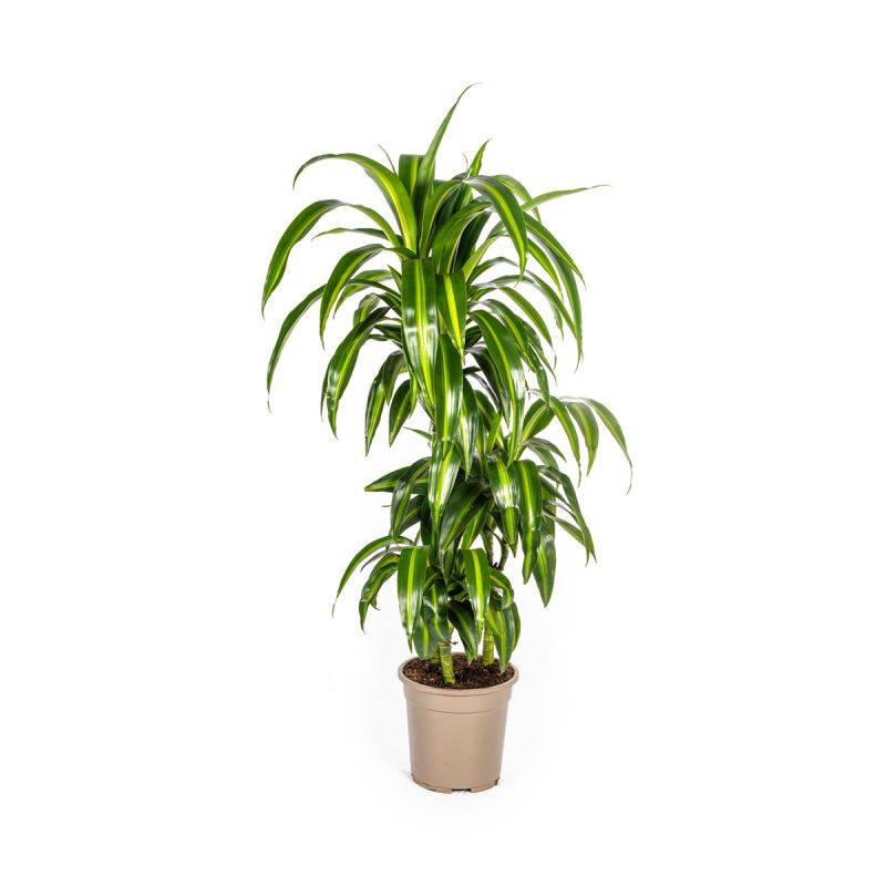 Duftender Drachenbaum „Hawaiian Sunshine“, Topf Ø 21 cm