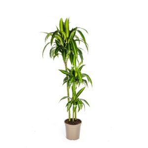 Duftender Drachenbaum „Hawaiian Sunshine“, Topf Ø 24 cm Duftender Drachenbaum „Hawaiian Sunshine“, Topf Ø 24 cm