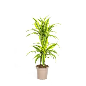 Duftender Drachenbaum „Lemon Lime“, Topf Ø 19 cm Duftender Drachenbaum „Lemon Lime“, Topf Ø 19 cm