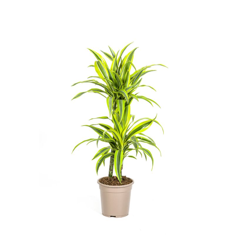 Duftender Drachenbaum „Lemon Lime“, Topf Ø 19 cm