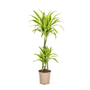 Duftender Drachenbaum „Lemon Lime“, Topf Ø 21 cm Duftender Drachenbaum „Lemon Lime“, Topf Ø 21 cm