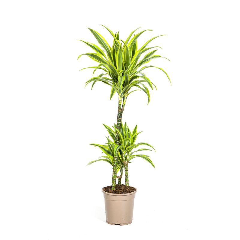 Duftender Drachenbaum „Lemon Lime“, Topf Ø 21 cm