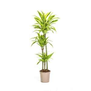 Duftender Drachenbaum „Lemon Lime“, Topf Ø 24 cm Duftender Drachenbaum „Lemon Lime“, Topf Ø 24 cm