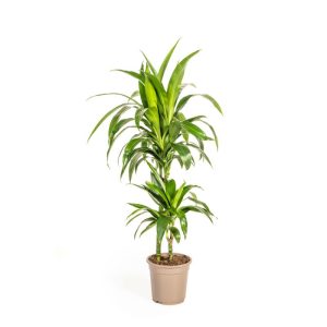 Duftender Drachenbaum „Lisa“, Topf Ø 21 cm Duftender Drachenbaum „Lisa“, Topf Ø 21 cm