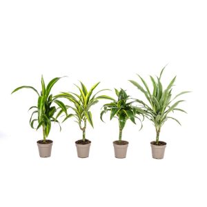 Duftender Drachenbaum „Mix“, 4 Stück, Topf Ø 12 cm Duftender Drachenbaum „Mix“, 4 Stück, Topf Ø 12 cm