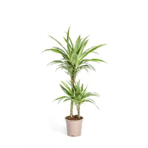 Duftender Drachenbaum „White Stripe“, Topf Ø 19 cm Duftender Drachenbaum „White Stripe“, Topf Ø 19 cm