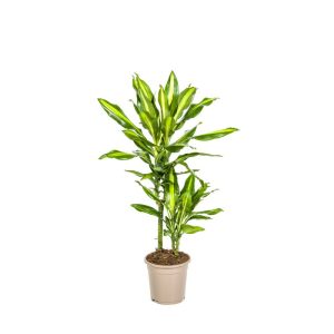 Duftender Drachenbaum „Cintho“, Topf Ø 19 cm Duftender Drachenbaum „Cintho“, Topf Ø 19 cm