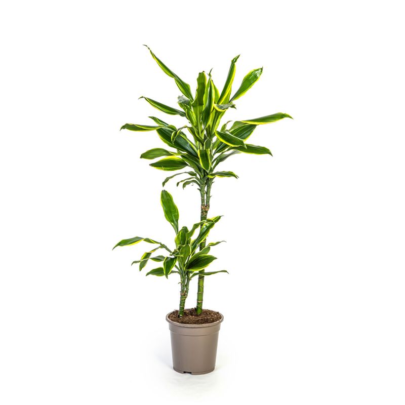Duftender Drachenbaum „Golden Coast“, Topf Ø 19 cm